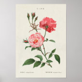 Vintage Rosa-Blume Poster (Vorne)