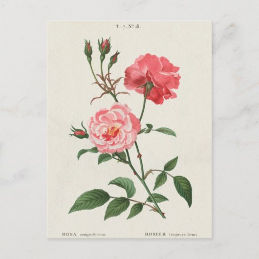 Vintage Rosa-Blume Postkarte (Vorderseite)