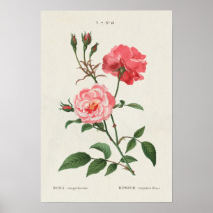 Vintage Rosa-Blumen Poster