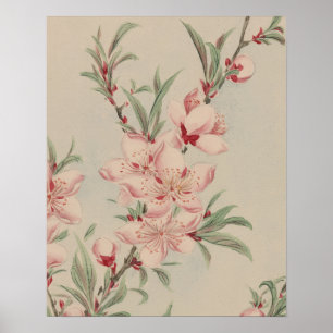 VINTAGE ROSA BLÜTEN BOTANISCHE KUNST POSTER