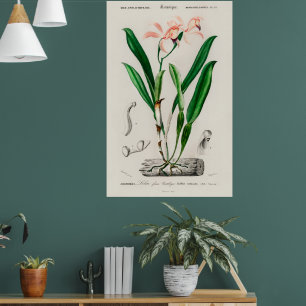 Vintage-Rosa-Cattleya-Orchideen-Botanikposter Poster