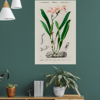 Vintage-Rosa-Cattleya-Orchideen-Botanikposter Poster