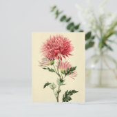 Vintage rosa Chrysantheme-Blume Postkarte (Stehend Vorderseite)