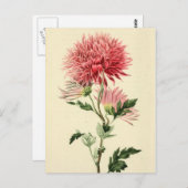 Vintage rosa Chrysantheme-Blume Postkarte (Vorne/Hinten)