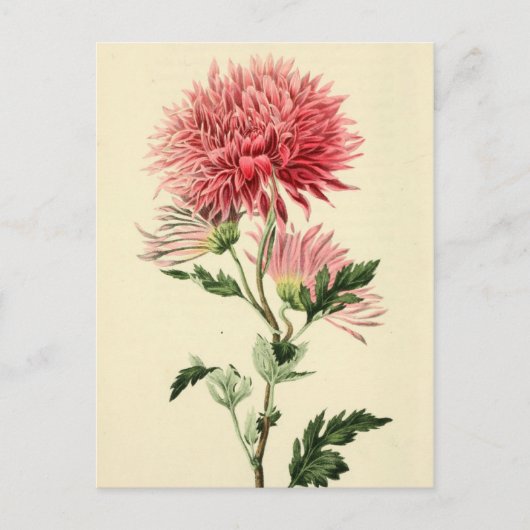 Vintage rosa Chrysantheme-Blume Postkarte (Vorderseite)