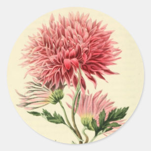 Vintage rosa Chrysantheme-Blume Runder Aufkleber