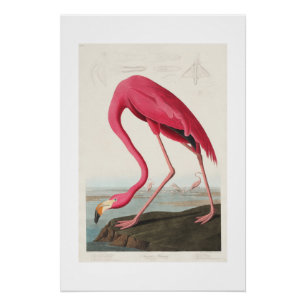 Vintage Rosa Flamingo Audubon Poster