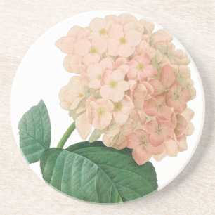 Vintage-Rosa-Hortensie-Blüte von Redoute Sandstein Untersetzer