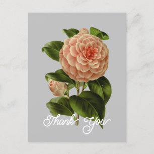 Vintage Rosa Kamelie Albino Botti Danke Postkarte