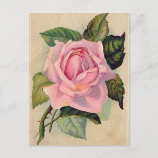 Vintage Rosa Postkarte (Vorderseite)