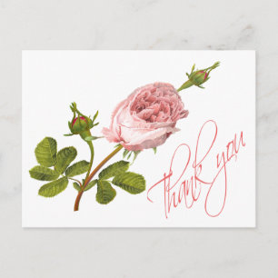 Vintage Rosa-Rosa-Blume Hochzeiten Rose Postkarte