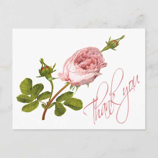 Vintage Rosa-Rosa-Blume Hochzeiten Rose Postkarte (Vorderseite)