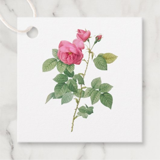 Vintage rosa Rose Botanisch Geschenkanhänger (Vorderseite)