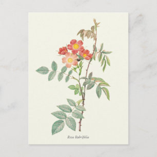 Vintage-Rosa- und rote Rosen-Botanikdruck Postkarte