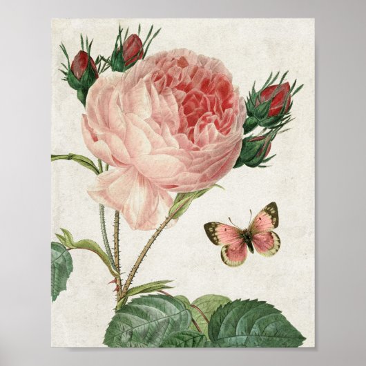 Vintage Rosa und Schmetterling Poster (Vorne)