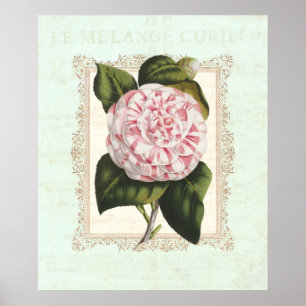Vintage Rosa und Weiße Kamelie Shabby Eleganz Poster