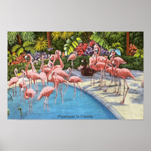 Vintage-Rosaflamingos in Florida Poster
