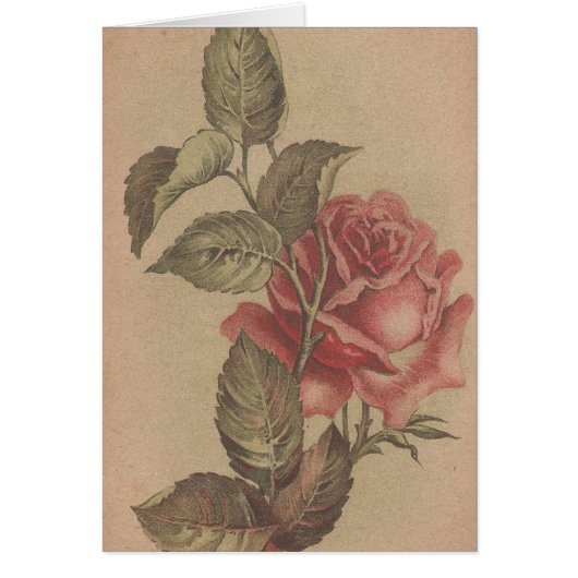 Vintage Rose (Vorne)