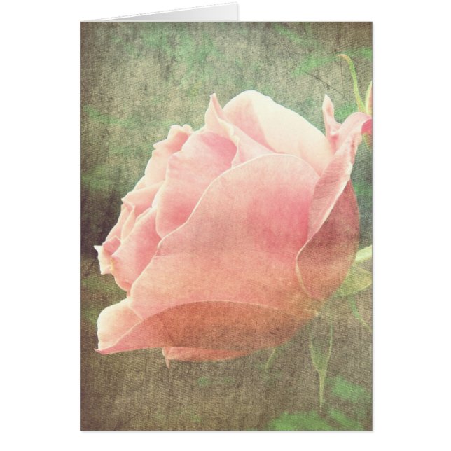 Vintage Rose (Vorne)
