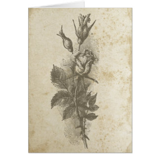 Vintage Rose Blumenantike Rose grungelig