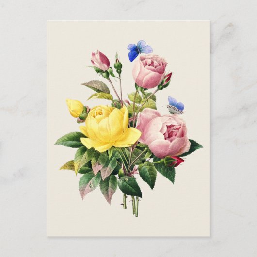 Vintage Rose Botanische Illustration Postkarte (Vorderseite)