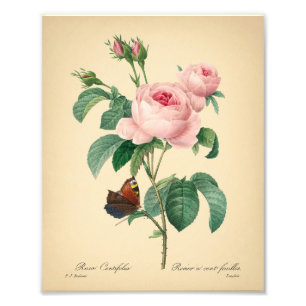 Vintage Rose Butterfly Rosa Blume von Redoute Art Fotodruck