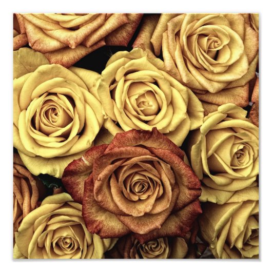 Vintage Rose Fotodruck (Vorne)