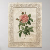 Vintage Rose I Botanisch Poster (Vorne)