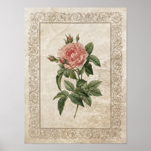 Vintage Rose I Botanisch Poster (Vorne)