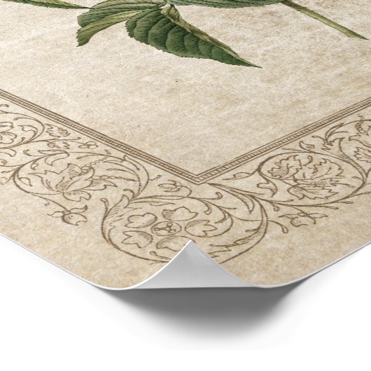 Vintage Rose I Botanisch Poster (Ecke)