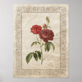Vintage Rose II Botanisch Poster