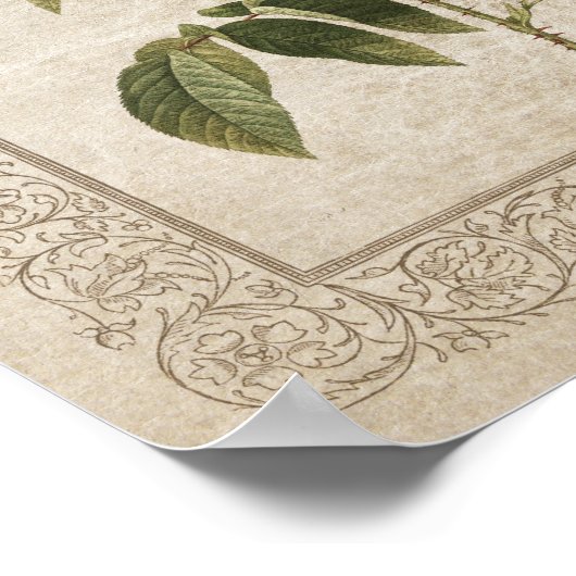 Vintage Rose II Botanisch Poster (Ecke)