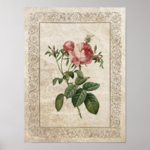 Vintage Rose III Botanisch Poster