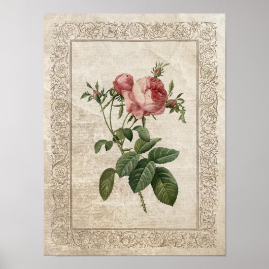 Vintage Rose III Botanisch Poster (Vorne)