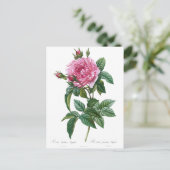 Vintage Rose Illustration Alte Geschichte Postkarte (Stehend Vorderseite)