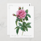 Vintage Rose Illustration Alte Geschichte Postkarte (Vorne/Hinten)