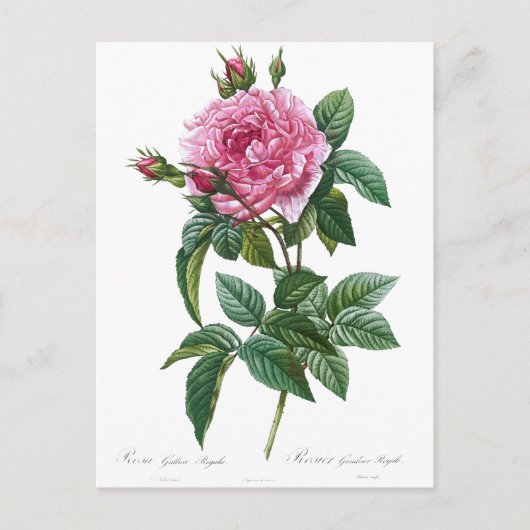 Vintage Rose Illustration Alte Geschichte Postkarte (Vorderseite)