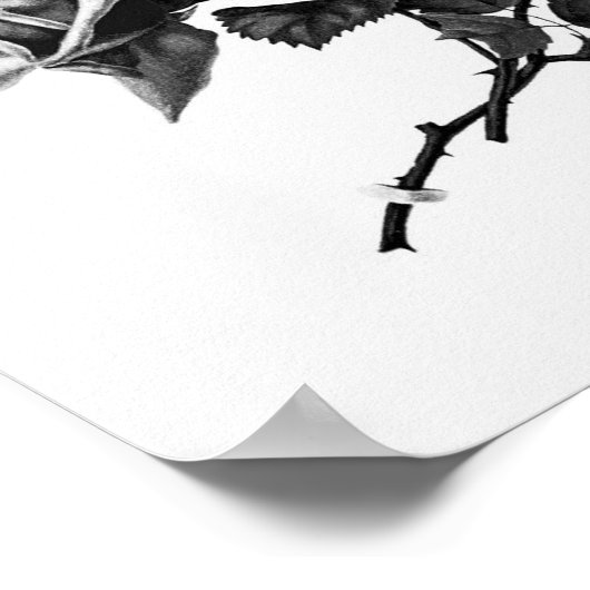 Vintage Rose Illustration Poster (Ecke)