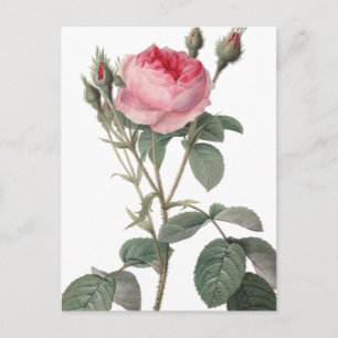 Vintage Rose in blassrosa Farbe Postkarte