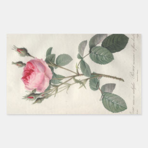 Vintage Rose in blassrosa Malerei Rechteckiger Aufkleber