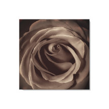 Vintage Rose