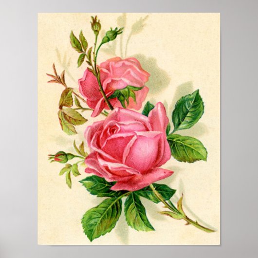 Vintage Rose Poster (Vorne)