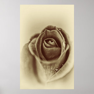Vintage Rose Poster
