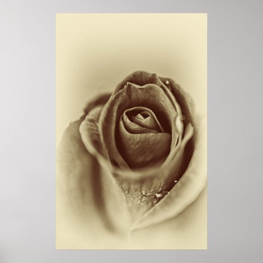 Vintage Rose Poster (Vorne)