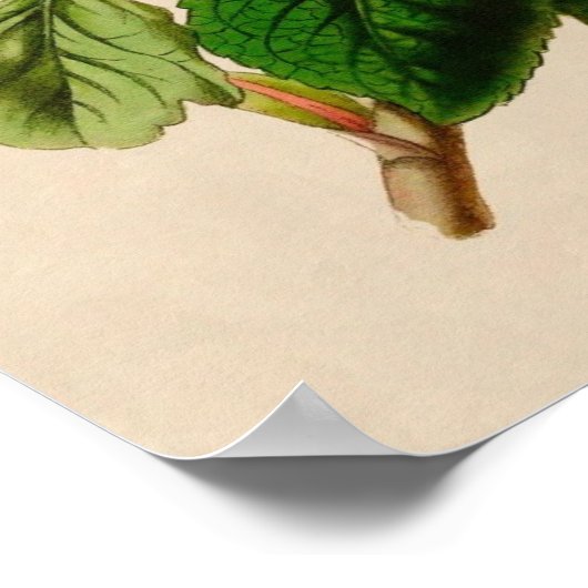 Vintage Rose Poster (Ecke)