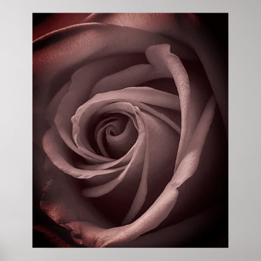 Vintage Rose Poster (Vorne)