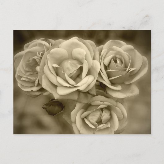 Vintage Rose Postkarte (Vorderseite)