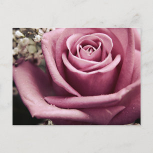Vintage Rose Postkarte