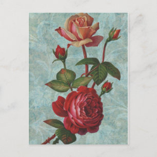 Vintage Rose Postkarte