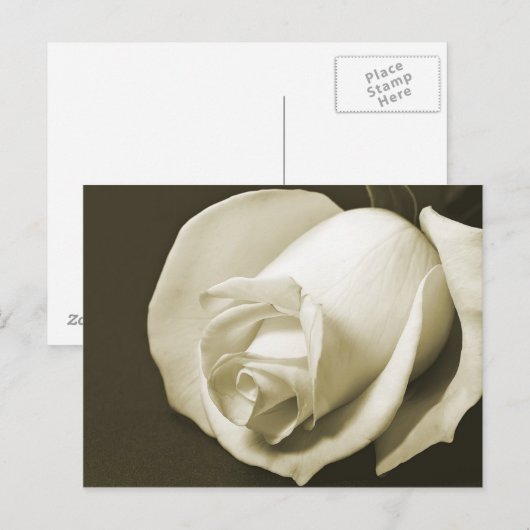 Vintage Rose Postkarte (Vorne/Hinten)